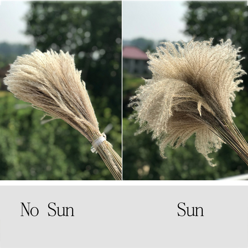 20pcs Bulrush Natural Dried Small Pampas Grass Phragmites Artificial Plants Wedding Flower Bunch For Home Decor Fake Flowers