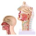 Medical Science Accessories Human Anatomical Nasal Cavity Throat Anatomy Medical Model Teaching Tool dropshipping