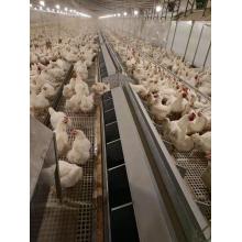Automatic poultry egg box