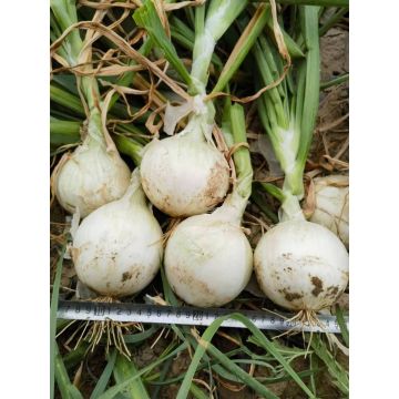 Big Juicy Plump White Onion