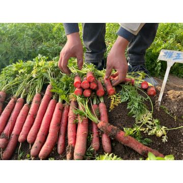 Nutritious Red Core Fresh Carrot