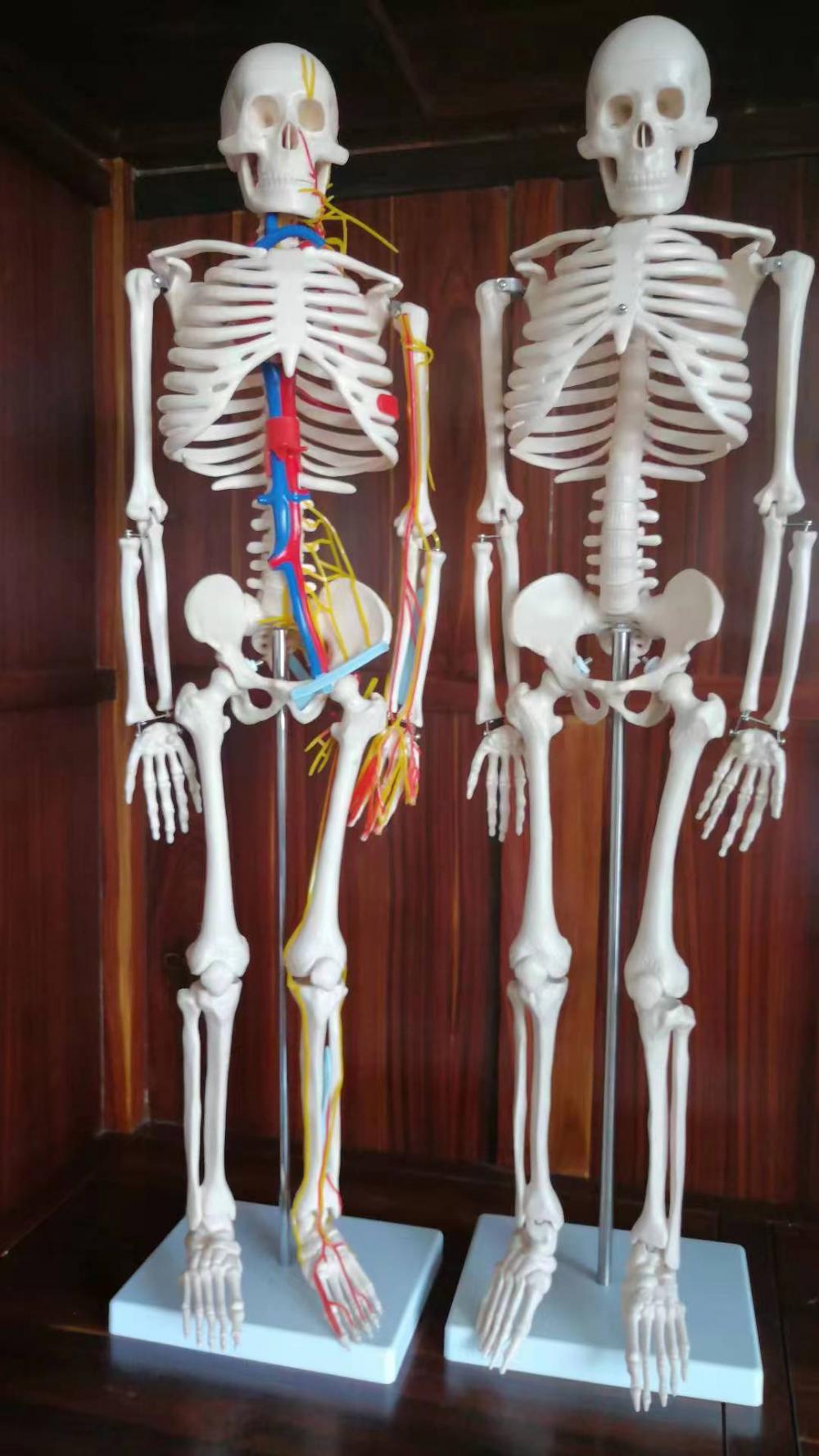 Human Skeleton with Colored Muscular