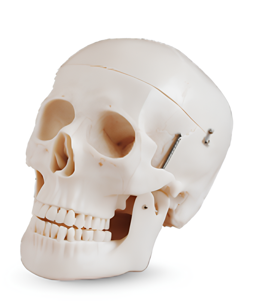 Life-Size Human Skull Model