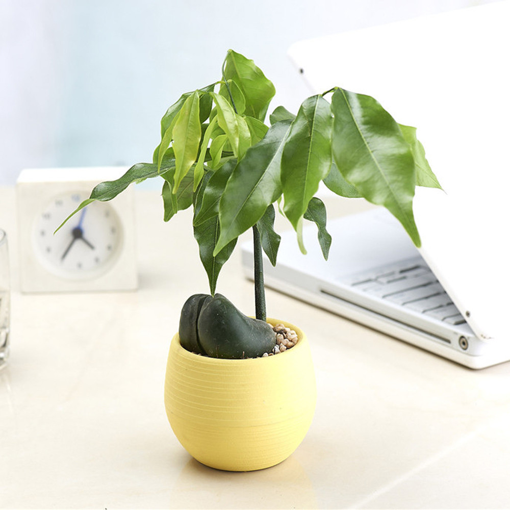 Mini Colourful Round Plastic Plant Flower Pots Home Office Decor Planter Creative Eco-friendly Garden Home Office#40
