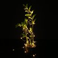120 LED 12m LED Light String DC Plug Application in Christmas Decoration Company Crafts Gifts Garden Decoration
