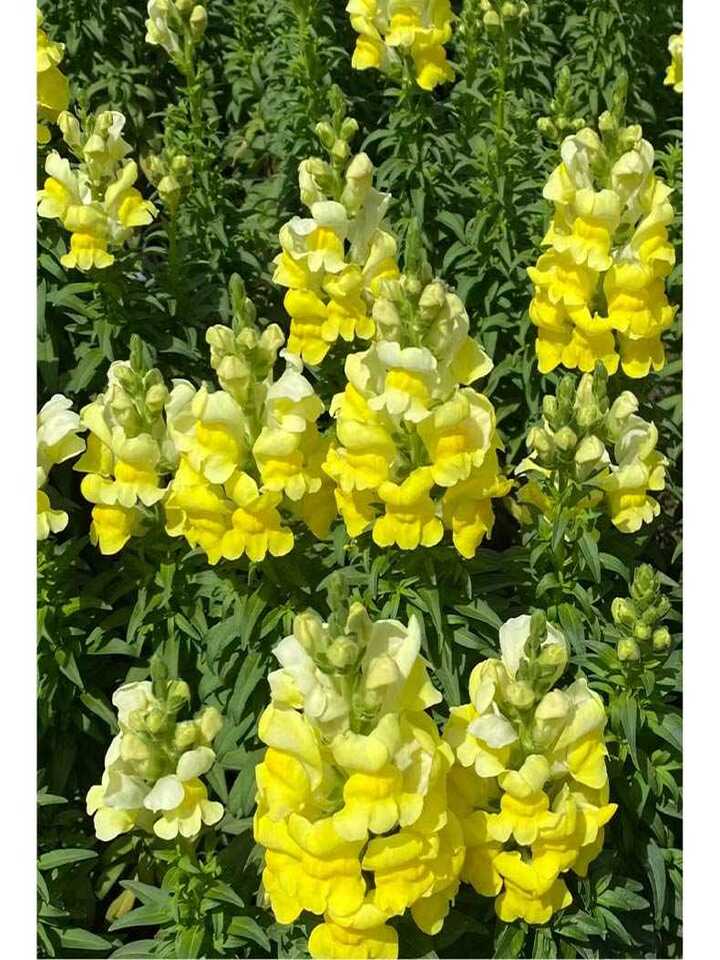 Yellow Snapdragon