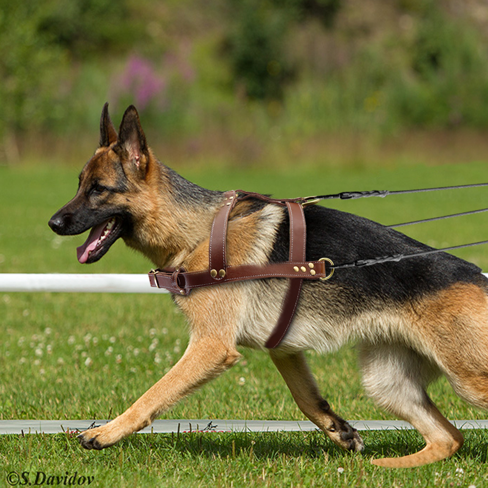 Real Leather Dog Harness Pet Training Products Strong Pulling Harness Vest For Large Dogs German Shepherd Dog Agility Product