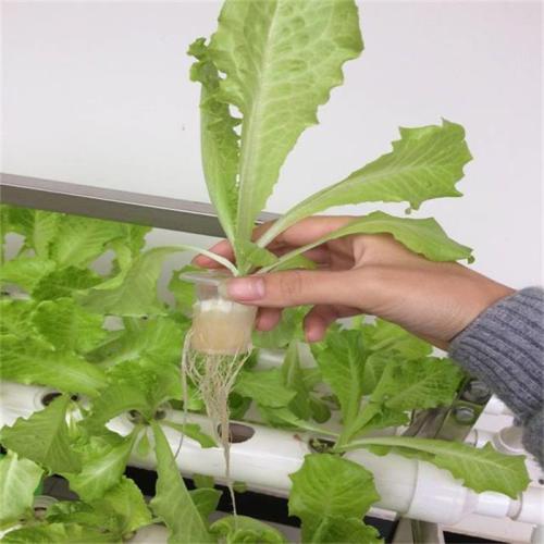 Home Garden Grow Kit Indoor System Manufacturers and Home Garden Grow Kit Indoor System Suppliers