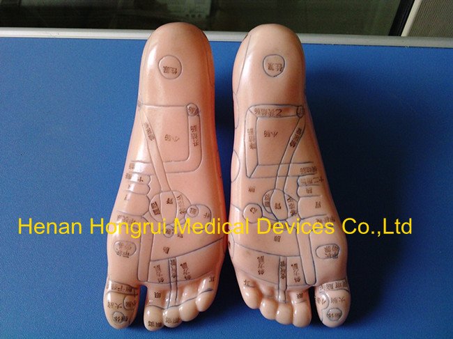 Model Anatomy Professional Medical Foot Massage 12 CM