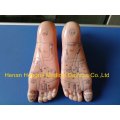 Model Anatomy Professional Medical Foot Massage 12 CM