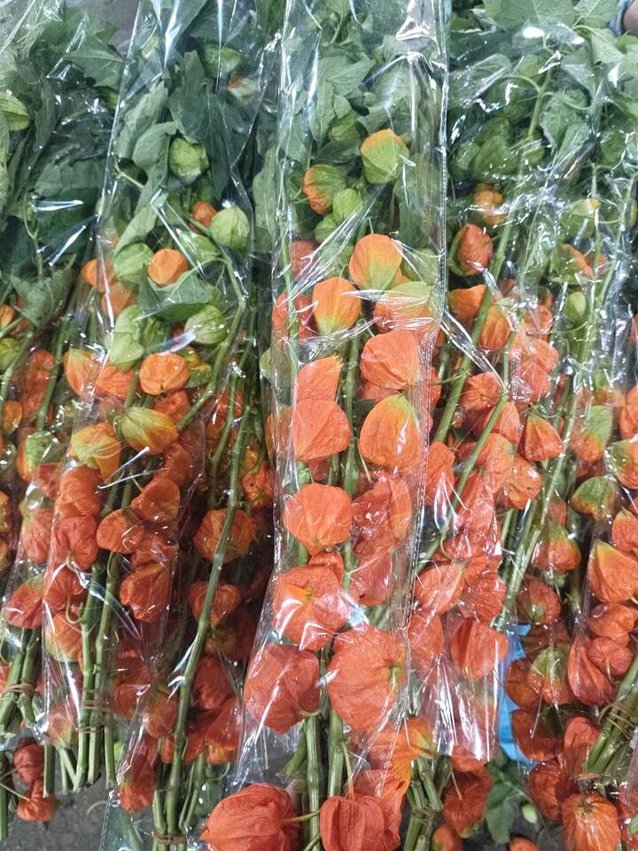 Physalis alkekengi