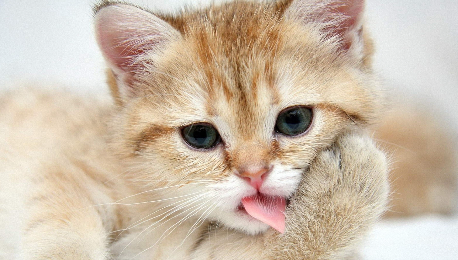 A complete guide to the care of pet cats in four seasons