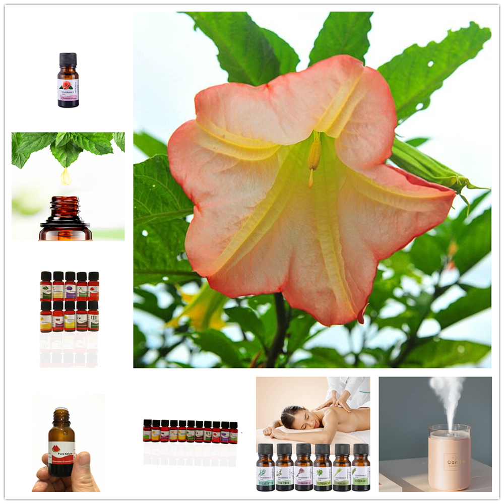 New 10ML Essential Oil Camellia Petelotii Peony,Sunflower,crown of Thorns Aromatherapy Diffuser Massage Spa Essential Oil