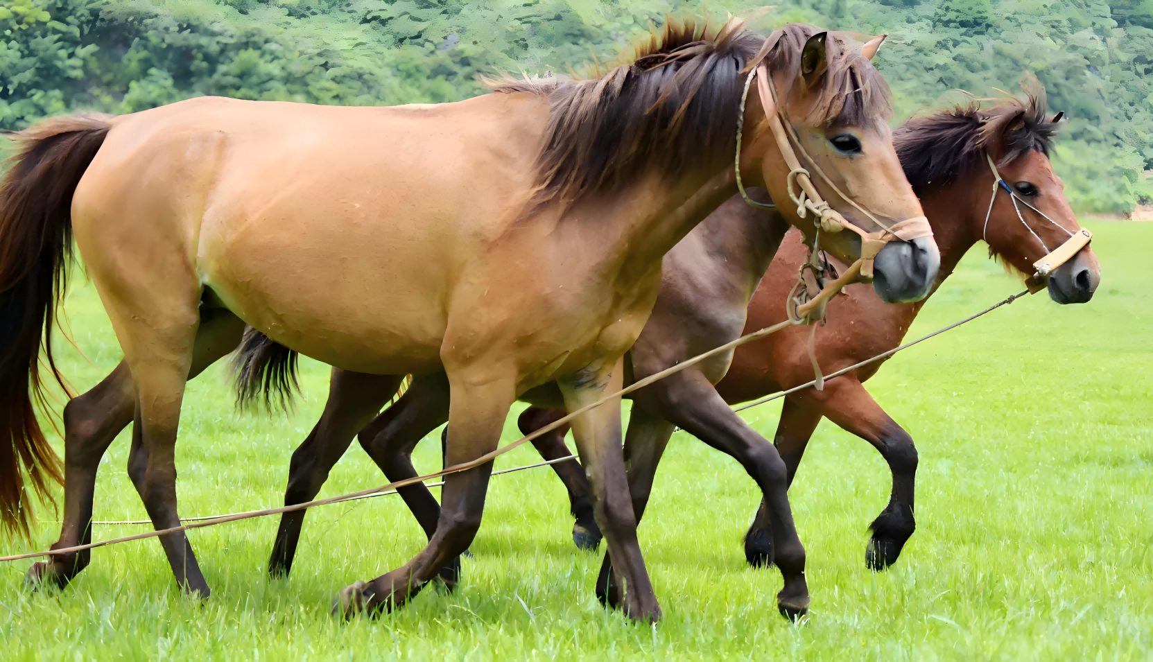 equine reproductive ultrasound machine