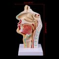 Medical Science Accessories Human Anatomical Nasal Cavity Throat Anatomy Medical Model Teaching Tool dropshipping