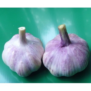Normal White Garlic Purple Garlic Price