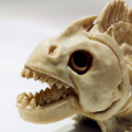 Halloween Simulated Fish Skeleton Horror Animal Bones Funny Plastic Props Party Supplies for Home Bar School Learning