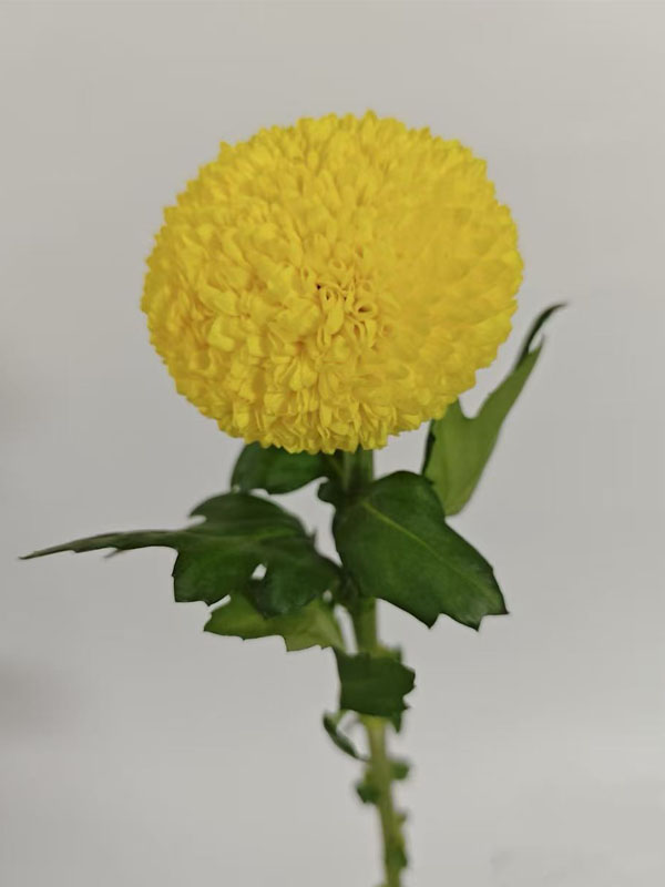 Standard chrysanthmum Ping-Pong yelow
