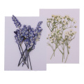 20x Pressed Dried Flowers Real Babysbreath Sage DIY Scrapbooking Arts Crafts