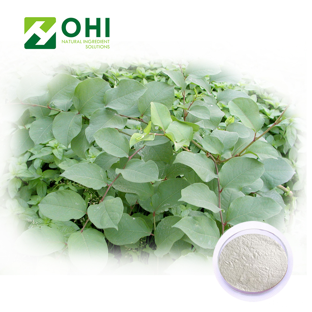 Japanese Knotweed Extract Resveratrol Polydatin Powder