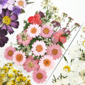 Pressed Flowers small Dried Flowers Scrapbooking dry DIY Preserved Flower Decoration Home Mini bloemen flores secas