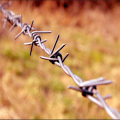 Wholesale Cheap price Barbed Wire fences