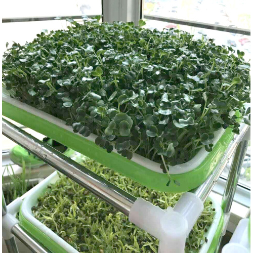 seedling tray for hydroponic vegetable Manufacturers and seedling tray for hydroponic vegetable Suppliers