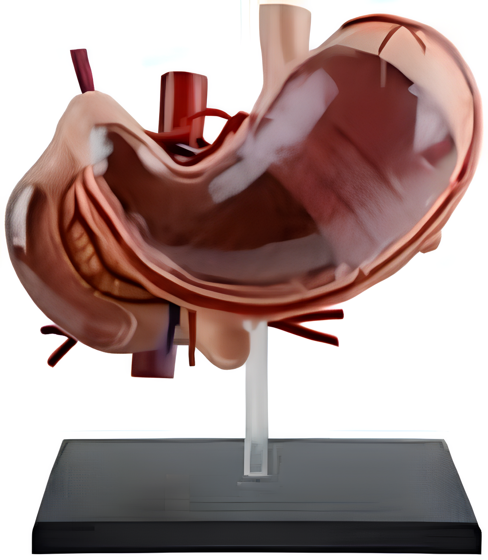 Human Stomach Anatomy Model