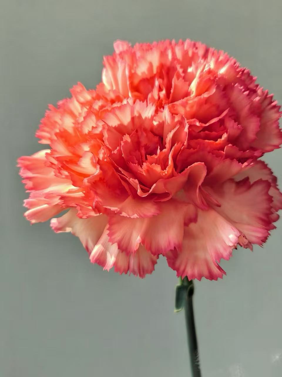 Single-headed Carnation flame1