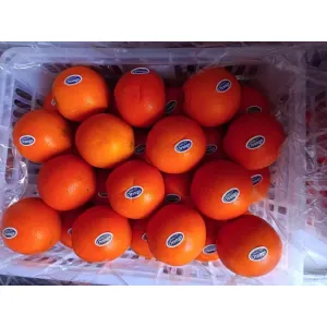 Fresh Mandarin Oranges for Daily Consumption