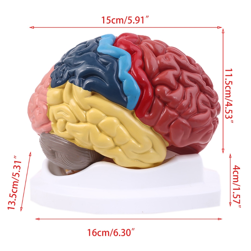 Life Size Human Brain Functional Area Model Anatomy for Science Classroom Study 1XCB