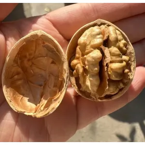 paper shell walnuts fresh