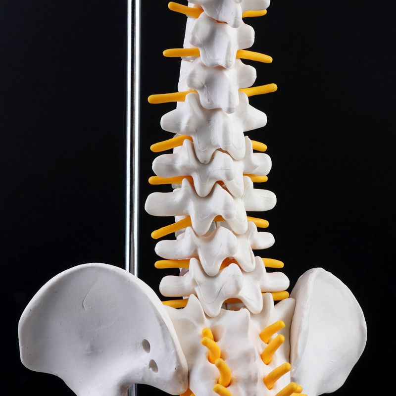 2019 NEW 45cm Flexible Human Spinal Column Vertebral Lumbar Curve Anatomical Model Anatomy Spine Medical Teaching Tool