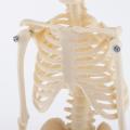 Human Anatomical Anatomy Skeleton Decoration Model Skeletal Bone Medical Learn Aid,Art Sketch, Doll ,Chiren Toys