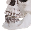 Plastic Human Mini Skull Decor Prop Skeleton Head Halloween Coffee Bars Ornament Jy20 19 Dropship
