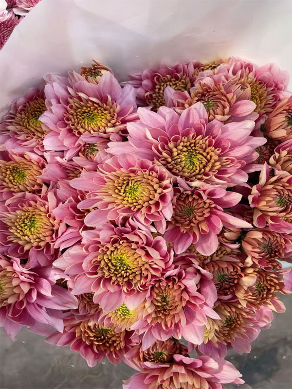 strawberry smoothie pompon Mum4