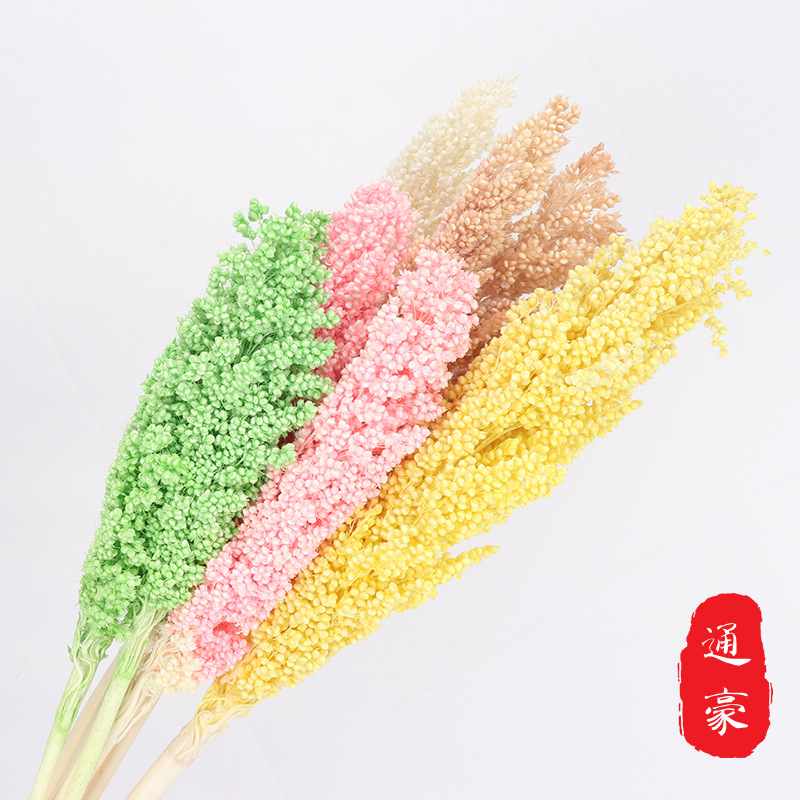 2pcs Dry flower sorghum original home decoration art shooting props DIY material autumn wall background Nordic wind hot sale