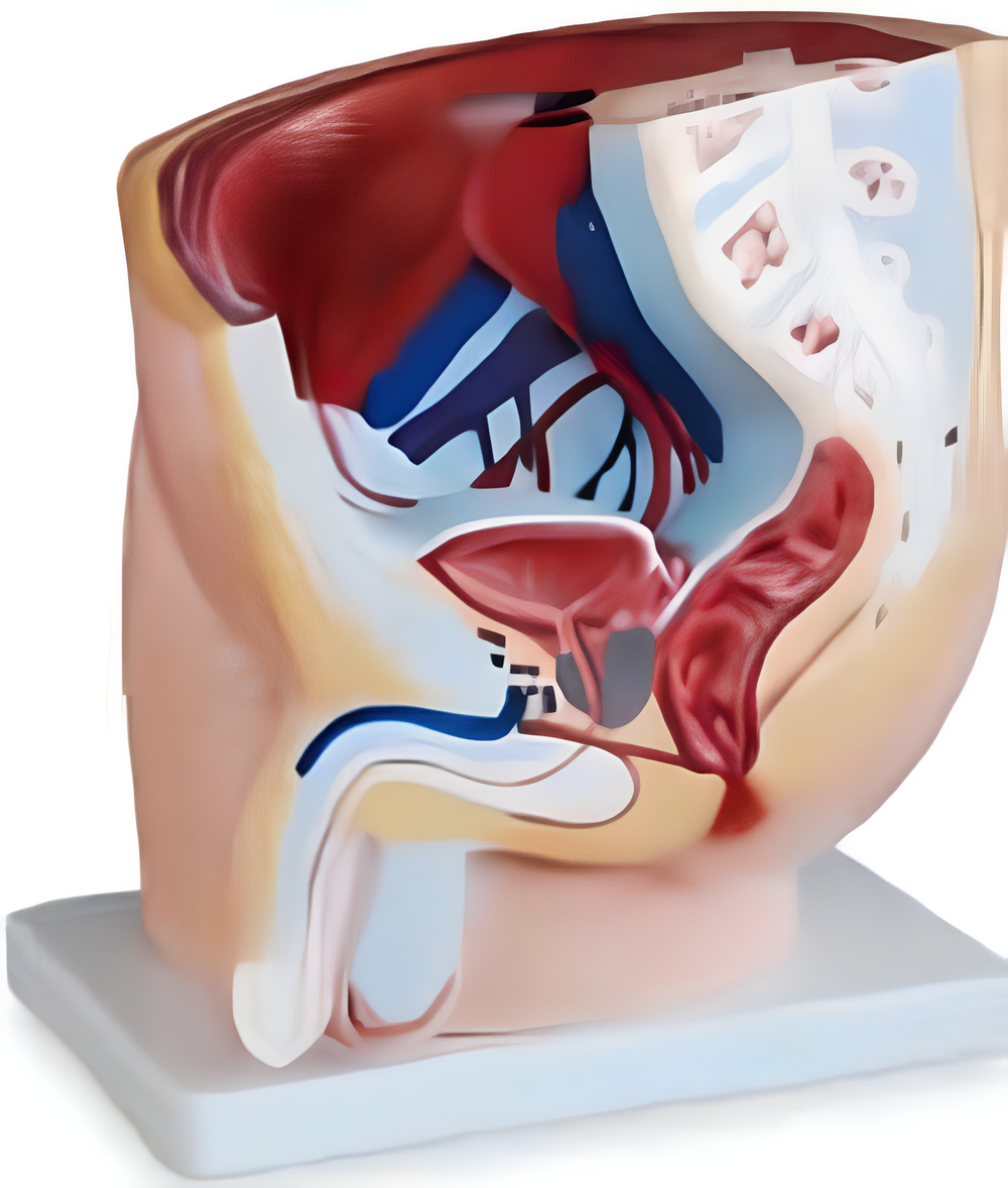 Sectional Model of Male Pelvis