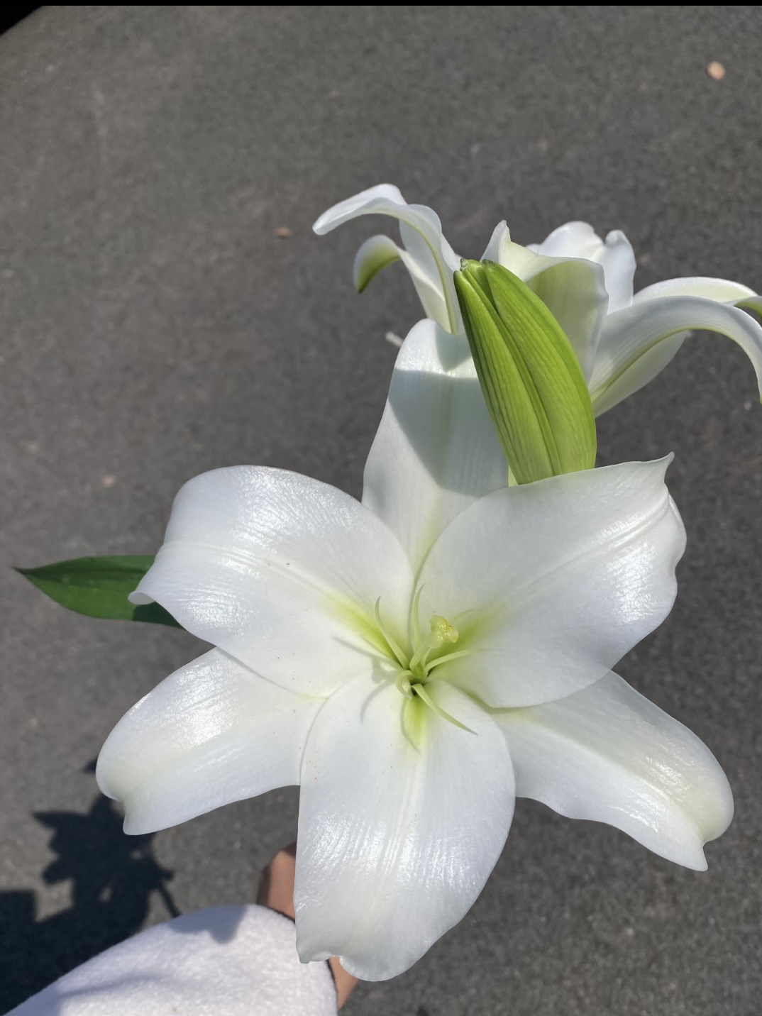 White Trumpet  Easter Lily