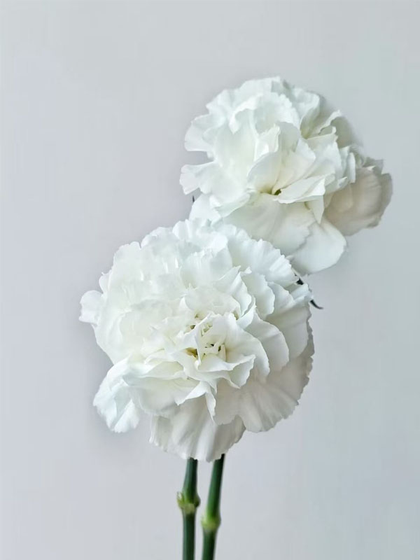 Polar rout single carnation