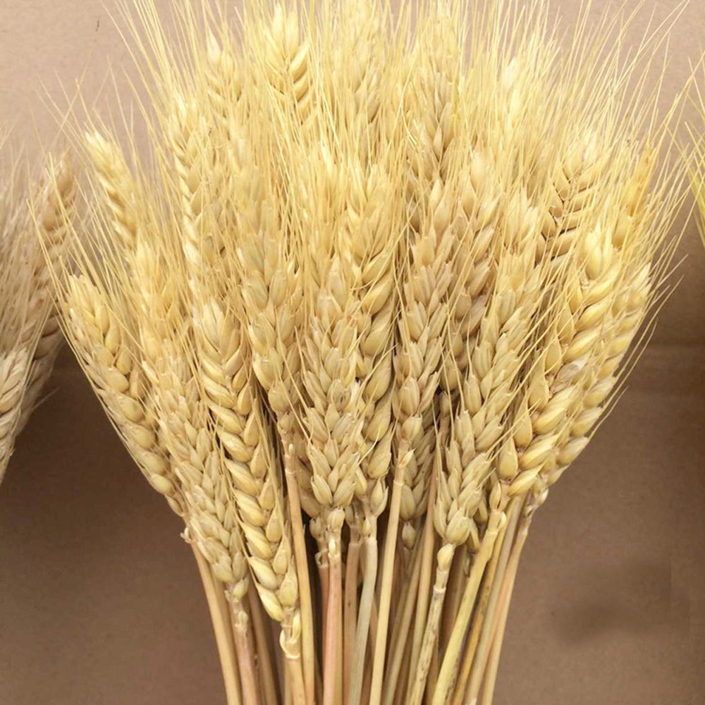 50pcs natural dried flower bouquets dried ear of wheat bouquets wheat ear Bunches Real Wheat Ear Flower for Wedding Party Decor