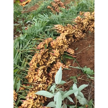 Farm Native Small Yellow Ginger