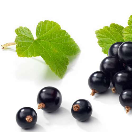 Anti-oxidant Black Currant Extract Powder Anthocyanin for Sale, Offer Anti-oxidant Black Currant Extract Powder Anthocyanin