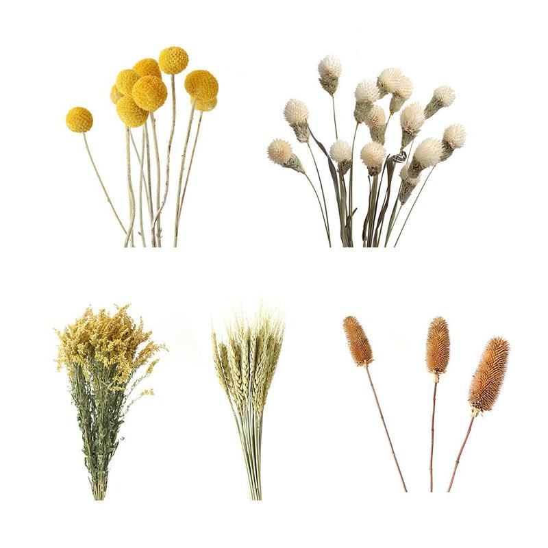 Natural Dried Flowers Dried Daisy Real Branch Acorn Pine Wheat Cotton Nordic Home Wedding Party Decoration