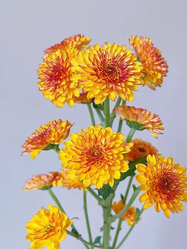Bruno Orange Daisy