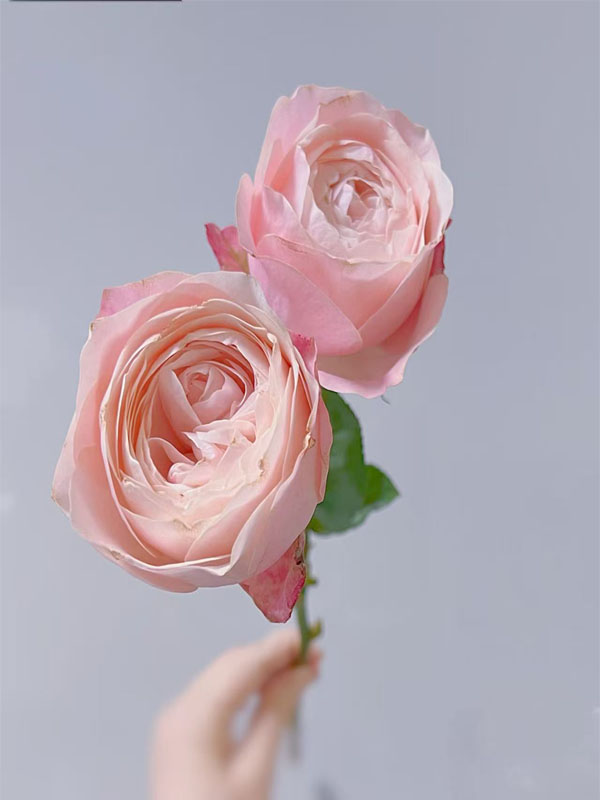 Multi-headed Catherine rose