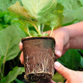 50 Packs 2.36 Inch Peat Pots Plant Starters for Seedling Biodegradable Herb Starter Pots Kits Garden Germination Nursery Pots