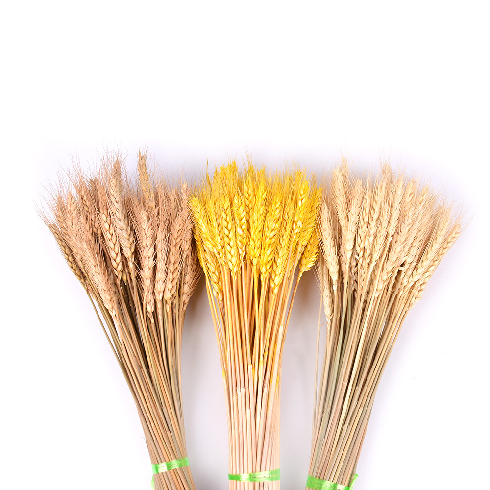 50Pcslot Real Wheat Ear Flower Natural Dried Flowers for Wedding Party Decoration DIY Craft Scrapbook Home Decor Wheat Bouquet 9