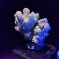 70.1gNatural water zinc ore, crystal, fluorite mineral specimens, multiple mineral symbionts