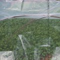 0.12mm Thickening Agricultural Plastic Greenhouse Film Farm Crops Vegetableg Garden Protective Film Width:2m~12m